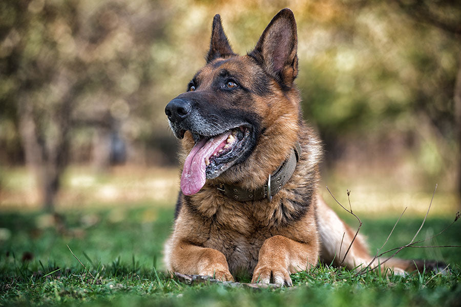 BCPK Investments Acquires Operation Good Boy, Fueling Growth in Veteran-Based Pet Wellness