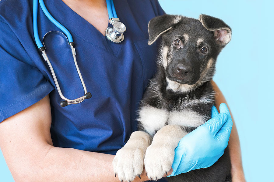 Chowlogix Launches PetLabs Division to Advance Veterinary Science and Biotech Innovation in Pet Wellness